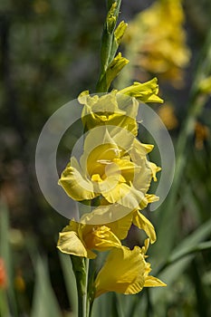 Gladiolus hortulanus garden ornamental plant in bloom, yellow flowering flowers on long tall stem