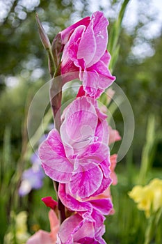 Gladiolus hortulanus ornamental flowers in bloom, bright pink purple color