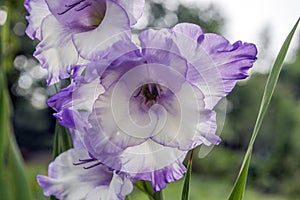 Gladiolus hortulanus ornamental flowers in bloom, violet white color