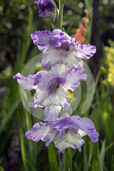 Gladiolus hortulanus ornamental flowers in bloom, violet white color