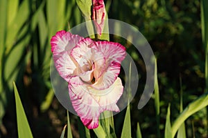 Gladiolus hybrid flowers with bicolor petals of fuchsia and white colors growing in natural condition on a field.