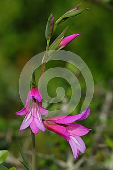 Gladiolus illyricus - wild gladiolus. Portugal.