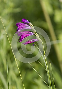 Gladiolus imbricate on spring meadow. photo