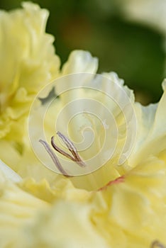 Gladioli infiorescenza pistillo un bastoni 