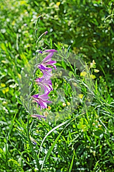 Gladiolus italicus