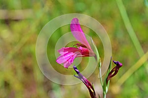 Gladiolus italicus , field gladiolus flower