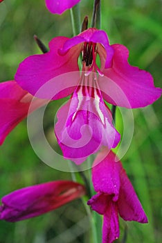 Gladiolus italicus, the Italian gladiolus, member of the Iris family Iridaceae