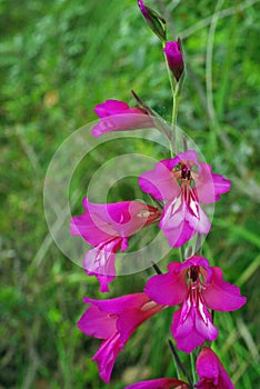 Gladiolus italicus, the Italian gladiolus, member of the Iris family Iridaceae