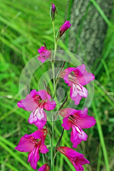 Gladiolus italicus, the Italian gladiolus, member of the Iris family Iridaceae