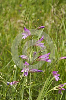 Gladiolus italicus plant in bloom