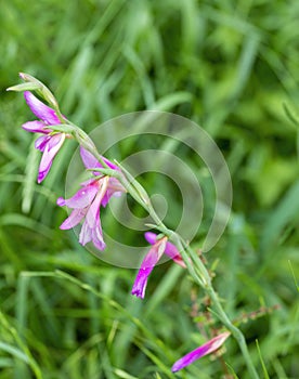 Gladiolus italicus purple flowers in a garden