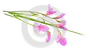 Gladiolus italicus is a species of gladiolus known by the common names Italian gladiolus, field gladiolus, sword-lily