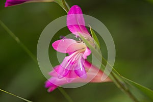 Gladiolus italicus photo