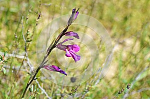 Gladiolus kotschyanus , natural beautiful gladiolus flower