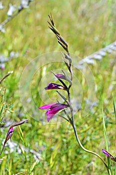 Gladiolus kotschyanus , natural beautiful gladiolus flower