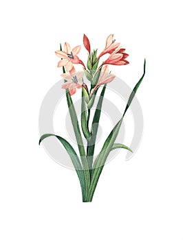 Gladiolus Laccatus Flower