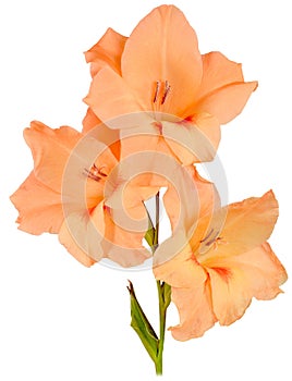Gladiolus orange 3