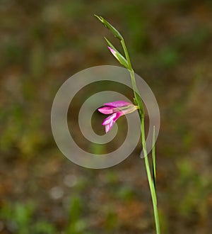 Gladiolus orientalis