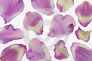 Gladiolus petals