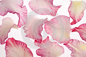 Gladiolus petals