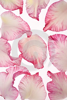 Gladiolus petals