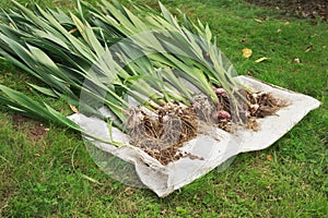 Gladiolus roots