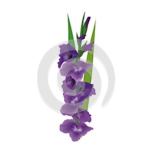 Gladiolus or sword lily flower. Vector illustration. purple violet bunch isolated