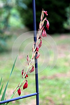 Gladiolus or Sword lily flowering plant with large closed shriveled dark red flowers growing around metal support frame