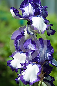 gladiolus, sword lily, gladiole, glad