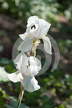 gladiolus, sword lily, gladiole, glad