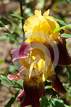 gladiolus, sword lily, gladiole, glad