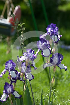 gladiolus, sword lily, gladiole, glad