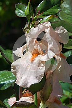 gladiolus, sword lily, gladiole, glad