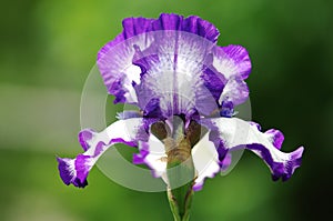 gladiolus, sword lily, gladiole, glad