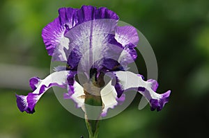 gladiolus, sword lily, gladiole, glad