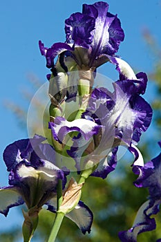 gladiolus, sword lily, gladiole, glad