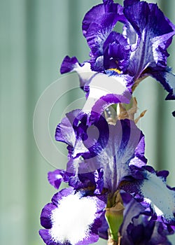 Gladiolus, sword lily, gladiole, glad