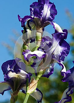 Gladiolus, sword lily, gladiole, glad. an Old World plant of the iris family, with sword-shaped leaves and spikes of brightly co