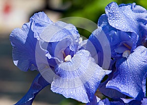 Gladiolus, sword lily, gladiole, glad. an Old World plant of the iris family, with sword-shaped leaves and spikes of brightly co