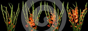 Gladiolus Time-lapse Series