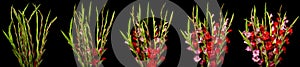 Gladiolus Time-lapse Series photo