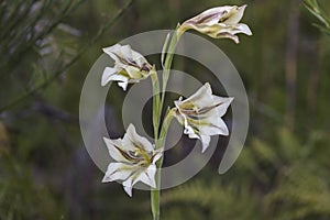 Gladiolus tristis flowers has cream petals