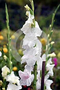 Gladiolus, White Prosperity photo