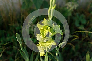 Gladiolus in wild countryside garden. Blooming green gladiolus flowers in sunny summer meadow. Biodiversity and landscaping garden