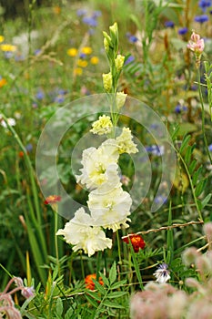 Gladiolus in wild countryside garden. Blooming green gladiolus flowers in sunny summer meadow. Biodiversity and landscaping garden