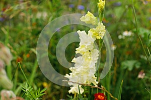 Gladiolus in wild countryside garden. Blooming green gladiolus flowers in sunny summer meadow. Biodiversity and landscaping garden