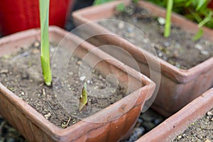 Glads corm germinate in a pot with selective focus and blur background