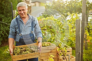 Gladsome harvester carrying a wooden crate with fresh grapes