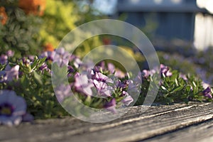 The glamor of flowers, the beauty