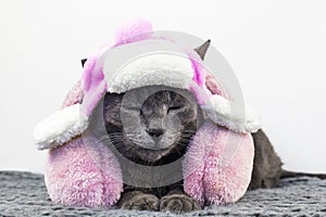 glamorous gray burmese cat lies with his eyes closed in a cute white cap with earflaps with pink bets and pink headphones on a
